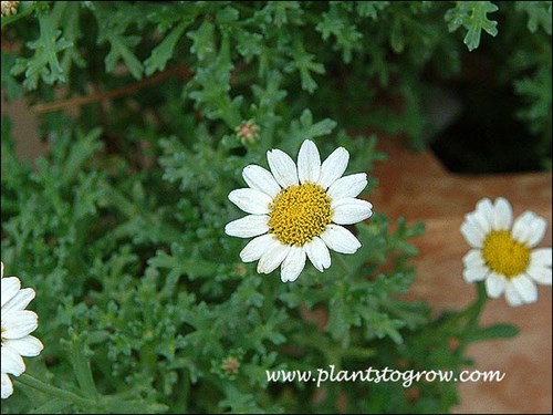 Harvest Snow has small white daisy-like flowers and the foliage has a bluish tinge.